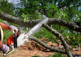 How Our Tree Care Process Works  in  Elon, NC