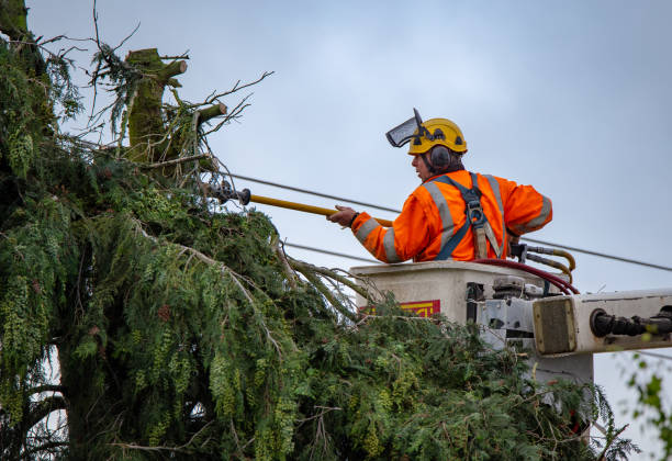 Best Storm Damage Tree Cleanup  in Elon, NC